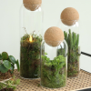 Terrarium vaas Sienna sfeerfoto