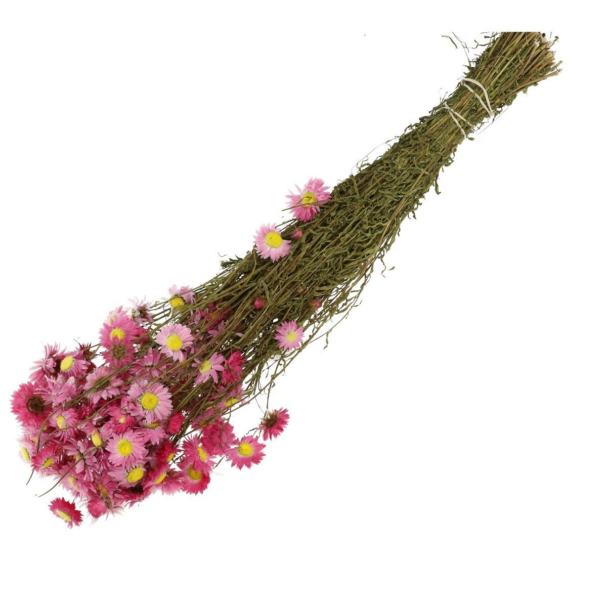 Droogbloemen Acroclinium bundel | 60cm | Roze