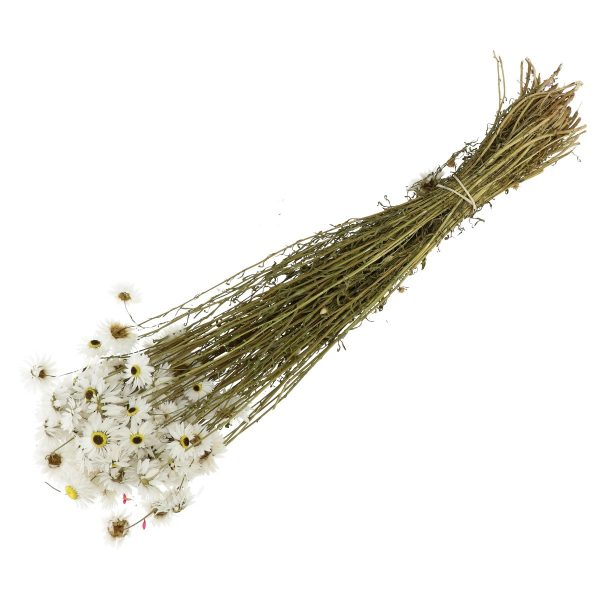 Droogbloemen Acroclinium bundel | 60cm | Wit Droogbloemen Acroclinium bundel | 60cm | Wit
