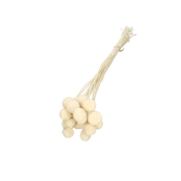 Droogbloemen Craspedia bundel | 50cm 68gr | Wit