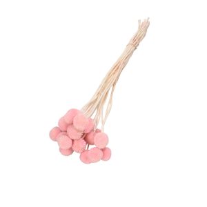Droogbloemen Craspedia bundel | 50cm 68gr 20 stelen | Roze