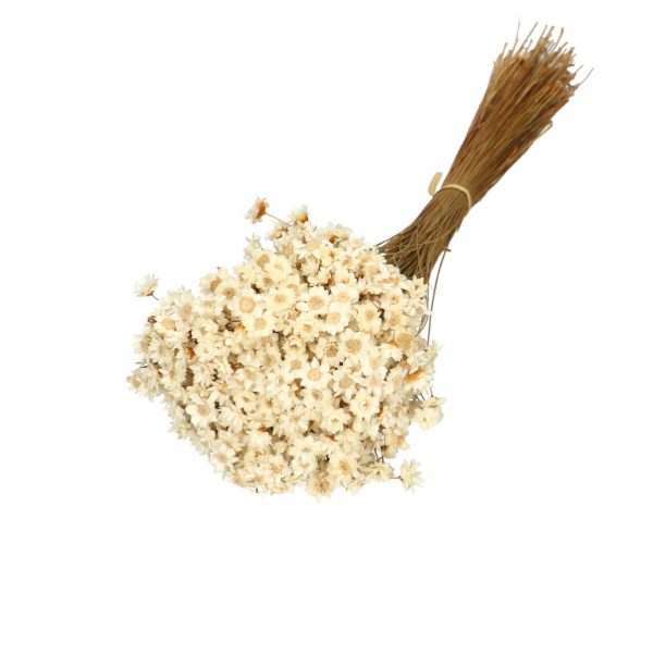 Droogbloemen Glixia bundel | 40cm 50gr | Creme