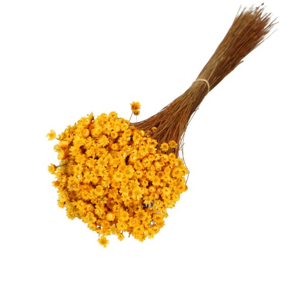 Droogbloemen Glixia bundel | 40cm 50gr | Geel Droogbloemen Glixia bundel | 40cm 50gr | Geel