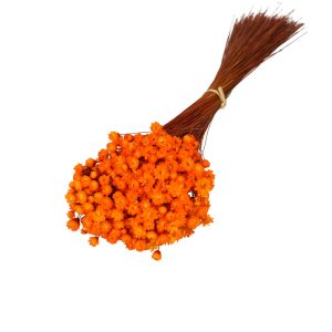 Droogbloemen Glixia bundel | 40cm 50gr | Oranje