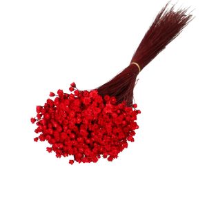 Droogbloemen Glixia bundel | 40cm 50gr | Rood