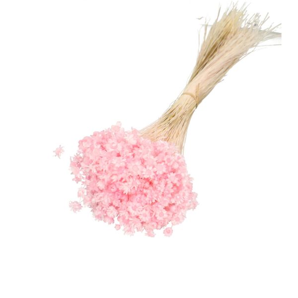 Droogbloemen Glixia bundel | 40cm 50gr | Roze