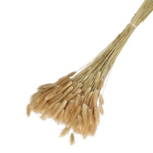 Droogbloemen Lagurus bundel | 65cm 100gr | Beige