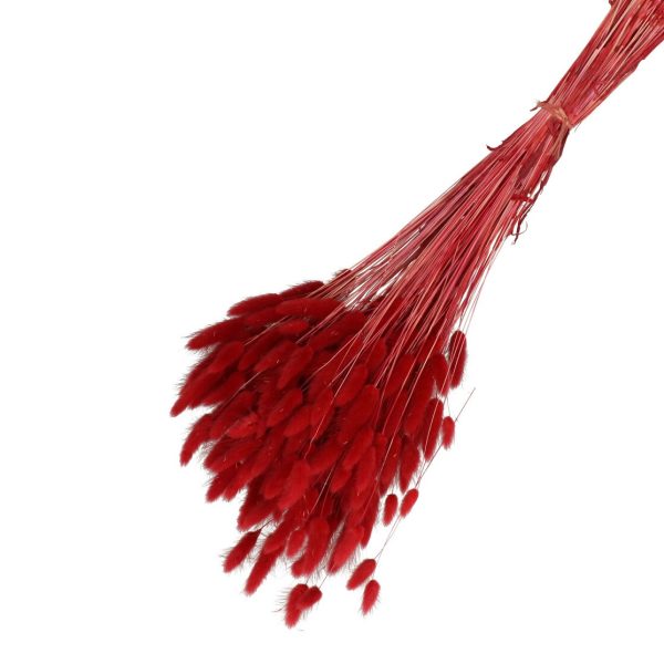 Droogbloemen Lagurus bundel | 65cm 100gr | Bordeaux