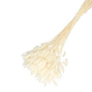 Droogbloemen Lagurus bundel | 65cm 100gr | Creme