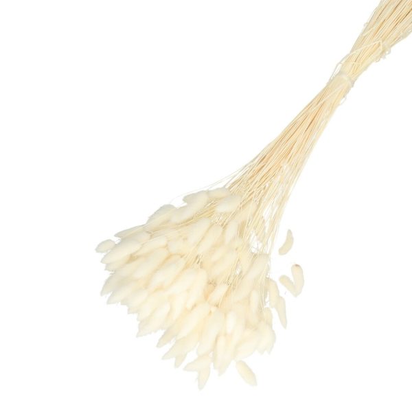 Droogbloemen Lagurus bundel | 65cm 100gr | Creme