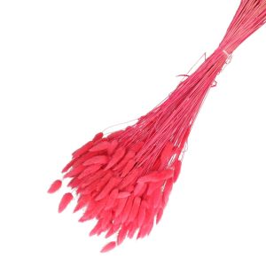 Droogbloemen Lagurus bundel | 65cm 100gr | Fuchsia