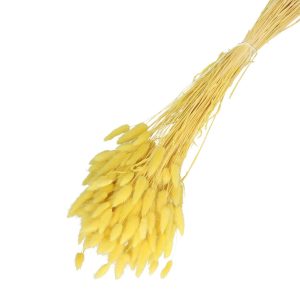 Droogbloemen Lagurus bundel | 65cm 100gr | Geel