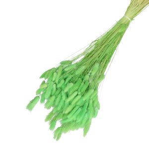 Droogbloemen Lagurus bundel | 65cm 100gr | Groen