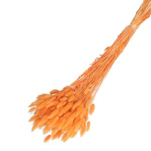 Droogbloemen Lagurus bundel | 65cm 100gr | Oranje