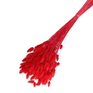 Droogbloemen Lagurus bundel | 65cm 100gr | Rood