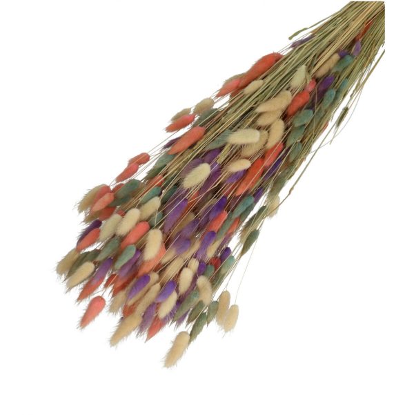 Droogbloemen Lagurus mix bundel | 65cm 100gr | Roze, paars, blauw, creme