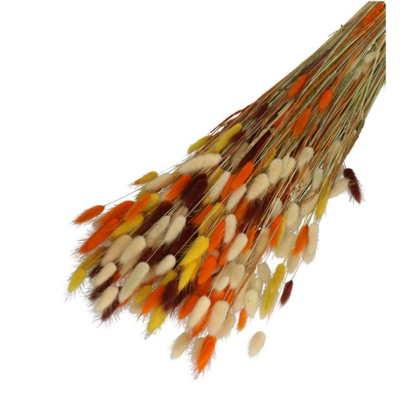 Droogbloemen Lagurus mix bundel | 65cm 100gr | Bruin, oranje, geel, creme
