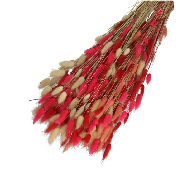 Droogbloemen Lagurus mix bundel | 65cm 100gr | Roze, fuchsia, rood, creme Droogbloemen Lagurus mix bundel | 65cm 100gr | Roze, fuchsia, rood, creme
